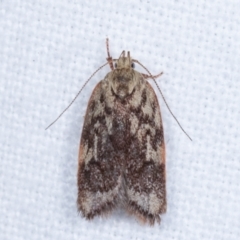 Garrha (genus) (A concealer moth) at Melba, ACT - 18 Jan 2021 by kasiaaus