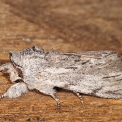 Destolmia lineata (Streaked Notodontid Moth) at Melba, ACT - 19 Jan 2021 by kasiaaus