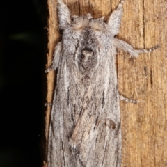 Destolmia lineata at Melba, ACT - 19 Jan 2021 01:08 AM