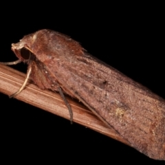 Diarsia intermixta (Chevron Cutworm, Orange Peel Moth.) at Melba, ACT - 19 Jan 2021 by kasiaaus