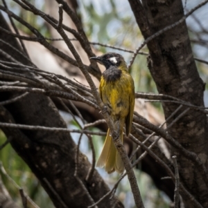 Nesoptilotis leucotis at Majura, ACT - 30 Jan 2021