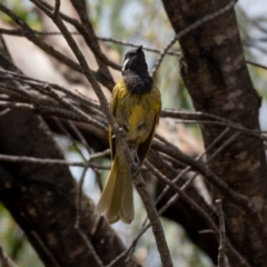 Nesoptilotis leucotis at Majura, ACT - 30 Jan 2021