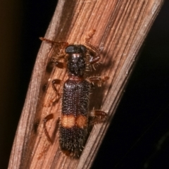 Opilo (genus) (Checkered beetle) at Melba, ACT - 18 Jan 2021 by kasiaaus