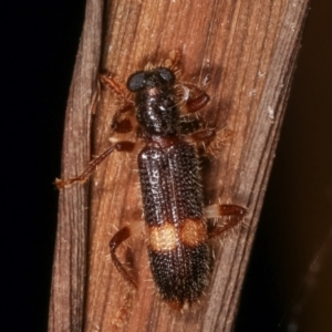 Opilo (genus) at Melba, ACT - 19 Jan 2021