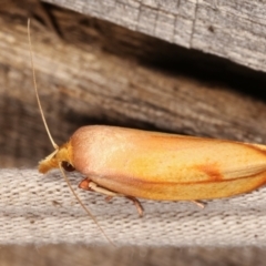 Wingia aurata (Golden Leaf Moth (Wingia group)) at Melba, ACT - 19 Jan 2021 by kasiaaus