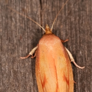 Wingia aurata at Melba, ACT - 19 Jan 2021