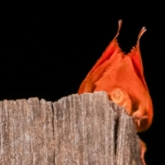 Wingia aurata at Melba, ACT - 19 Jan 2021 01:30 AM