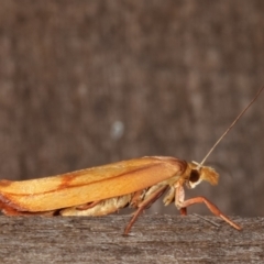 Wingia aurata at Melba, ACT - 19 Jan 2021 01:30 AM