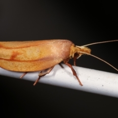 Wingia aurata at Melba, ACT - 19 Jan 2021 01:30 AM