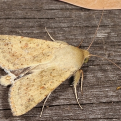 Helicoverpa (genus) (A bollworm) at Melba, ACT - 19 Jan 2021 by kasiaaus