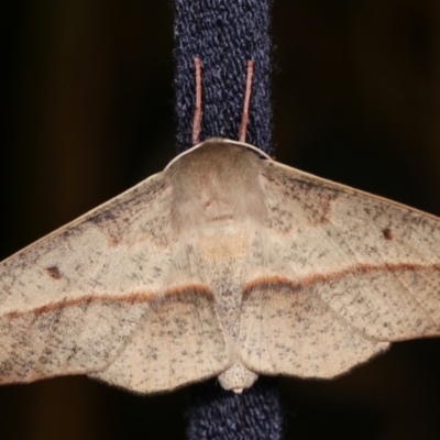 Antictenia punctunculus (A geometer moth) at Melba, ACT - 18 Jan 2021 by kasiaaus