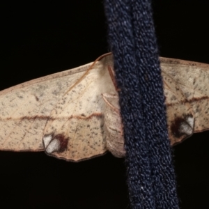 Antictenia punctunculus at Melba, ACT - 19 Jan 2021 01:22 AM