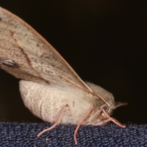 Antictenia punctunculus at Melba, ACT - 19 Jan 2021 01:22 AM