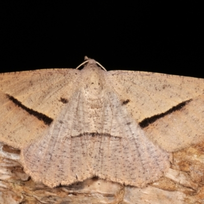 Isturgia penthearia (Delta Geometrid) at Melba, ACT - 19 Jan 2021 by kasiaaus