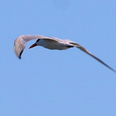 Hydroprogne caspia (Caspian Tern) at Wodonga - 30 Jan 2021 by Kyliegw