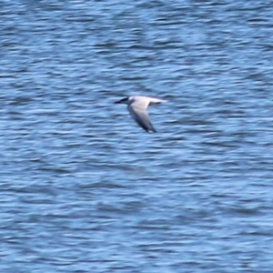 Hydroprogne caspia at Ebden, VIC - 31 Jan 2021 09:30 AM