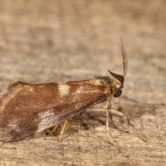 Anestia (genus) (A tiger moth) at Melba, ACT - 18 Jan 2021 by kasiaaus
