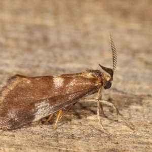 Anestia (genus) at Melba, ACT - 19 Jan 2021 01:33 AM