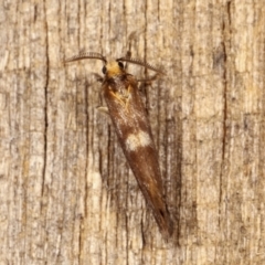 Anestia (genus) at Melba, ACT - 19 Jan 2021