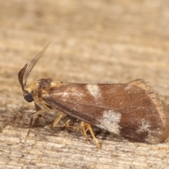 Anestia (genus) at Melba, ACT - 19 Jan 2021 01:33 AM