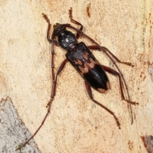 Phoracantha semipunctata at Melba, ACT - 19 Jan 2021