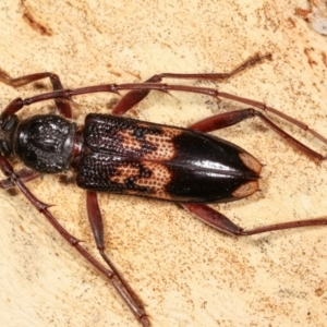 Phoracantha semipunctata at Melba, ACT - 19 Jan 2021