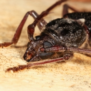 Phoracantha semipunctata at Melba, ACT - 19 Jan 2021