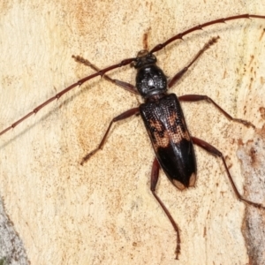 Phoracantha semipunctata at Melba, ACT - 19 Jan 2021