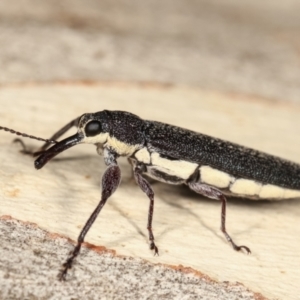 Rhinotia phoenicoptera at Melba, ACT - 19 Jan 2021