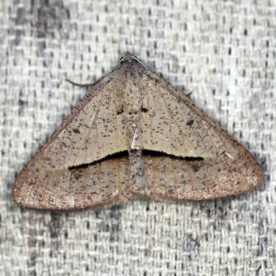 Isturgia penthearia (Delta Geometrid) at O'Connor, ACT - 30 Jan 2021 by ibaird