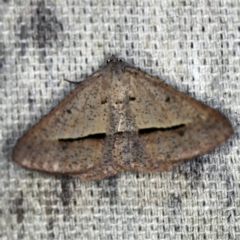 Isturgia penthearia at O'Connor, ACT - 30 Jan 2021