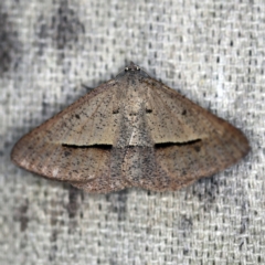 Isturgia penthearia at O'Connor, ACT - 30 Jan 2021