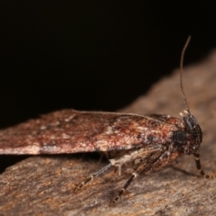 Mimaglossa nauplialis and habitalis at Melba, ACT - 19 Jan 2021 10:05 PM