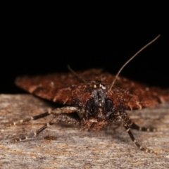 Mimaglossa nauplialis and habitalis at Melba, ACT - 19 Jan 2021 10:05 PM