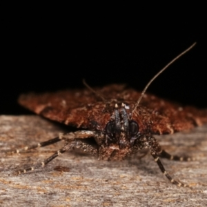 Mimaglossa nauplialis and habitalis at Melba, ACT - 19 Jan 2021