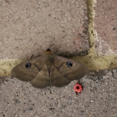 Dasypodia selenophora (Southern old lady moth) at Cook, ACT - 31 Jan 2021 by Tammy