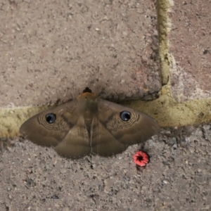 Dasypodia selenophora at Cook, ACT - 31 Jan 2021