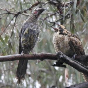 Eudynamys orientalis at Aranda, ACT - 29 Jan 2021