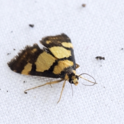 Deuterarcha xanthomela (A Crambid moth (Spilomelinae)) at Higgins, ACT - 20 Jan 2021 by AlisonMilton