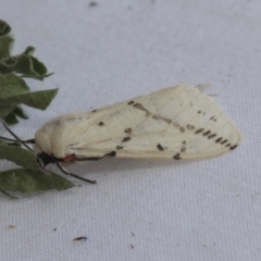 Ardices canescens at Higgins, ACT - 20 Jan 2021 03:17 PM