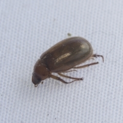 Melolonthinae sp. (subfamily) (Cockchafer) at Higgins, ACT - 20 Jan 2021 by AlisonMilton