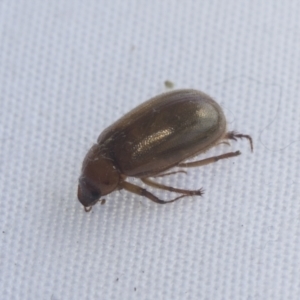 Melolonthinae (subfamily) at Higgins, ACT - 20 Jan 2021 03:09 PM