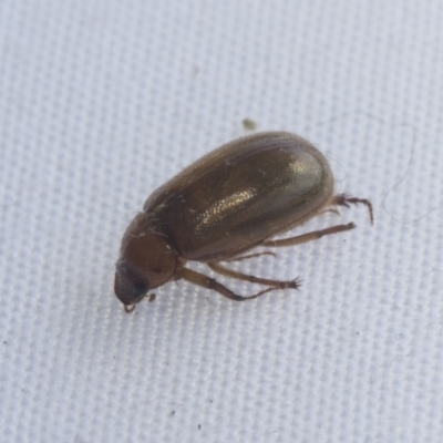 Melolonthinae sp. (subfamily) (Cockchafer) at Higgins, ACT - 20 Jan 2021 by AlisonMilton