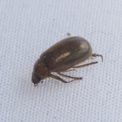 Unidentified Scarab beetle (Scarabaeidae) (TBC) at Higgins, ACT - 20 Jan 2021 by AlisonMilton