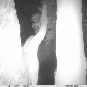 Petaurus norfolcensis at Thurgoona, NSW - 28 Nov 2020 10:03 PM