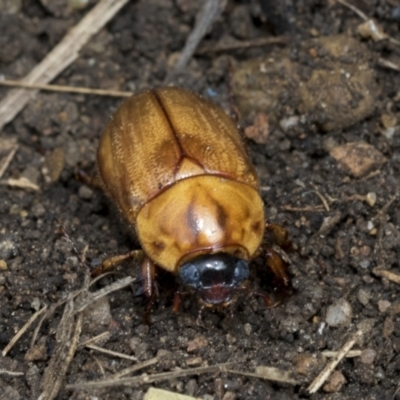 Cyclocephala signaticollis (Argentinian scarab) at Higgins, ACT - 7 Jan 2021 by AlisonMilton