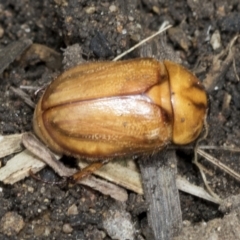 Cyclocephala signaticollis at Higgins, ACT - 8 Jan 2021