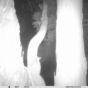 Petaurus norfolcensis at Undefined Area - 30 Nov 2020 02:34 AM
