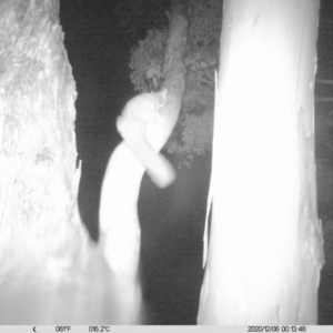 Petaurus norfolcensis at Thurgoona, NSW - 6 Dec 2020 12:13 AM