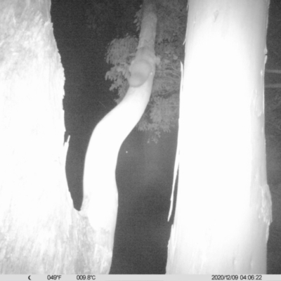 Petaurus norfolcensis (Squirrel Glider) at Monitoring Site 019 - Revegetation - 8 Dec 2020 by ChrisAllen